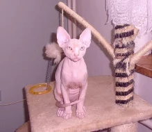 Sphynx kocourek s PP