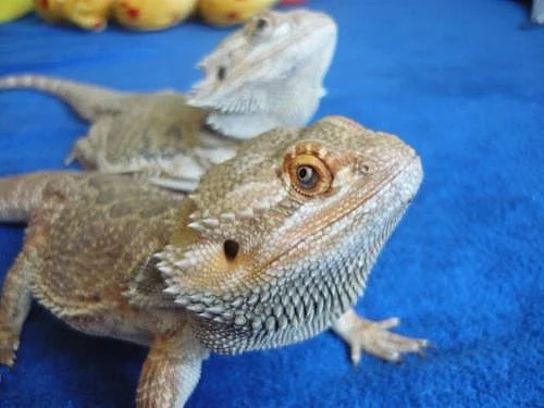 AGAMA VOUSATÁ (Pogona vitticeps) mláďatka