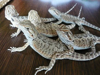 AGAMA VOUSATÁ (Pogona vitticeps) mláďatka