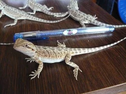 AGAMA VOUSATÁ (Pogona vitticeps) mláďatka