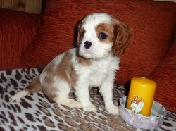 Kavalír King Charles Spaniel s PP