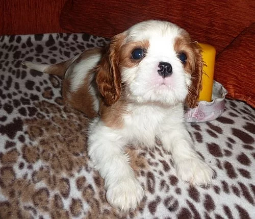 Kavalír King Charles Spaniel s PP