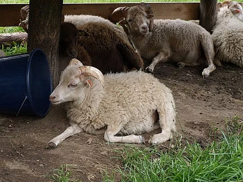 Quessantské ovečky