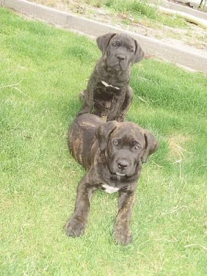 Cane corso štěňátka