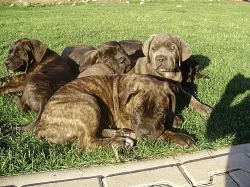 Cane corso štěňátka