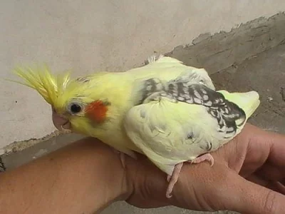 KORELKY