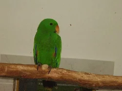 predam eklektus solomonensis