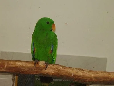 predam eklektus solomonensis