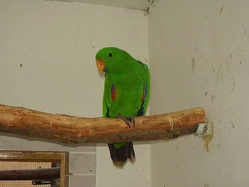 predam eklektus solomonensis