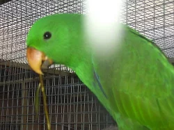 predam eklektus solomonensis