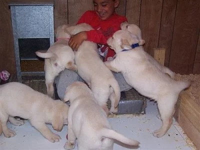 Štěňátka Labrador Retriever