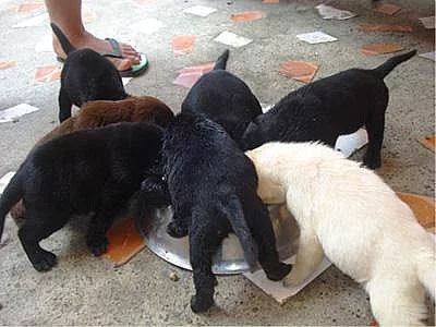 Štěňátka Labrador Retriever