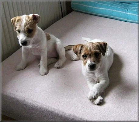 Jack russell terier
