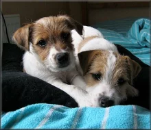 Jack russell terier
