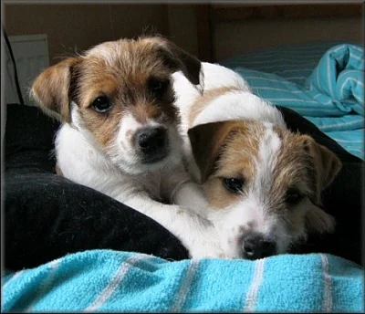 Jack russell terier
