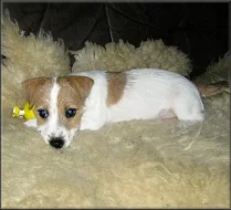 Jack russell terier