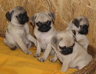 MOPS  ŠTĚŇÁTKA