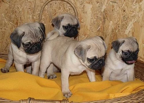 MOPS ŠTĚŇÁTKA