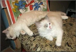 koťátka Ragdoll s PP