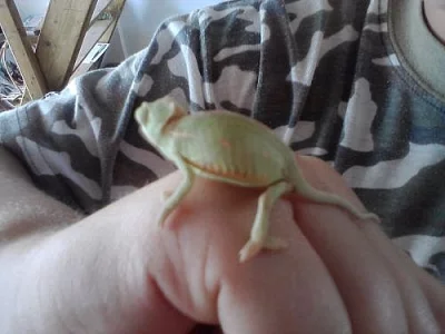 Chameleon Jemensky