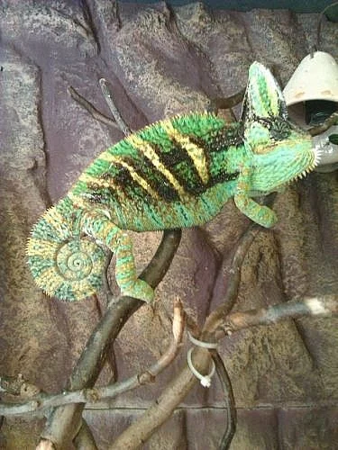 Chameleon Jemenský - mláďata