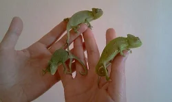 Chameleon Jemenský - mláďata