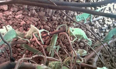 Chameleon Jemenský - mláďata