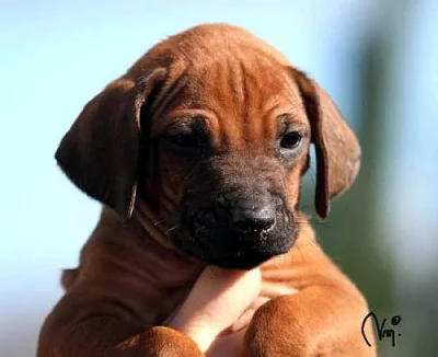 Rhodesian Ridgeback a Chesapeake bay retrívr