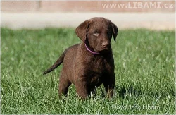 Rhodesian Ridgeback a Chesapeake bay retrívr