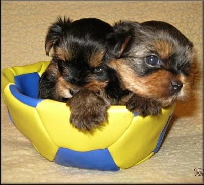 Yorkshire terrier - pejsek s PP