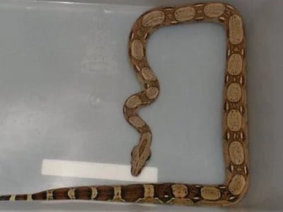 hroznýš královský b.c.i Mexiko