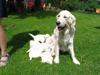 ZLATÝ RETRIEVER ŠTĚŇATA S PP