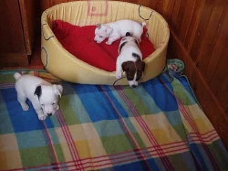 Jack Russell terier - čistokrevná štěňata bez PP,