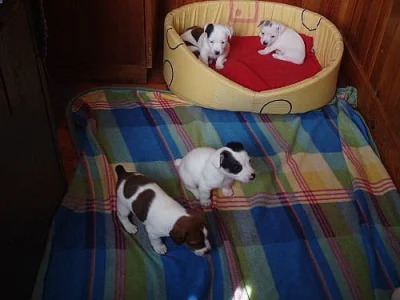Jack Russell terier - čistokrevná štěňata bez PP,