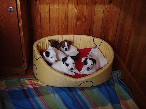 Jack Russell terier - čistokrevná štěňata bez PP,