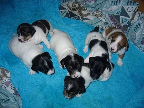 Krásná štěňátka Jack Russell teriéra