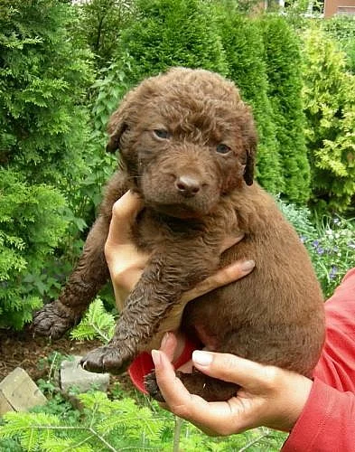 Chesapeake bay retriever