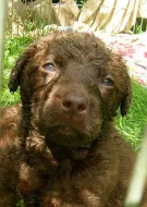 Chesapeake bay retriever