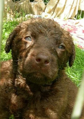 Chesapeake bay retriever