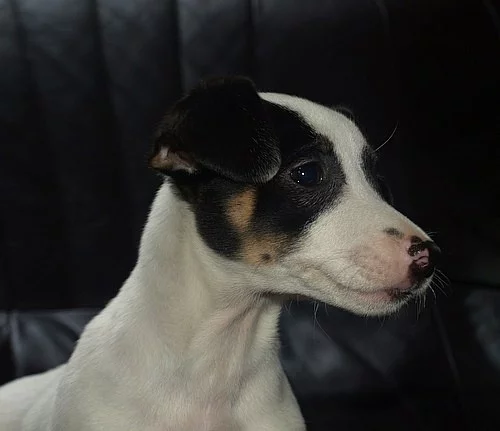 štěnátko jack russell terier