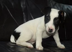 štěnátko jack russell terier