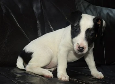 štěnátko jack russell terier