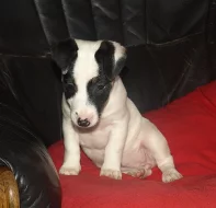 štěnátko jack russell terier