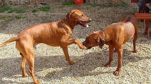 Rhodeský Ridgeback - štěně