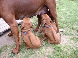 Rhodeský Ridgeback - štěně