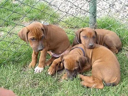 Rhodeský Ridgeback - štěně