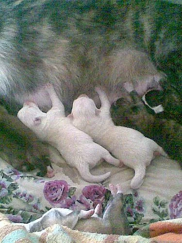 Akita Inu bez pp