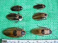 Velké šváby Blaberus  discoidalis   