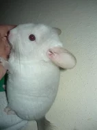 Mláďata barevných mutací činčil