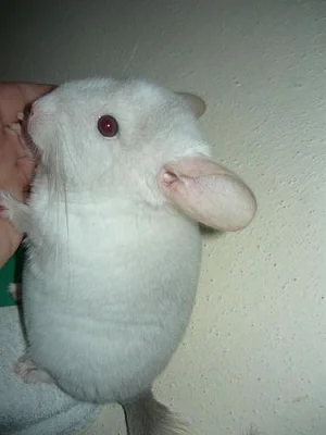 Mláďata barevných mutací činčil